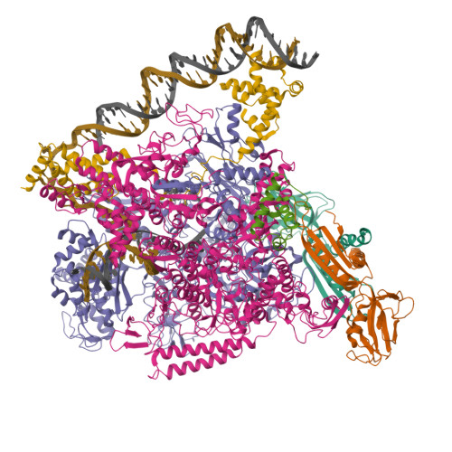 Rcsb Pdb I Clostridium Thermocellum Rna Polymerase Transcription