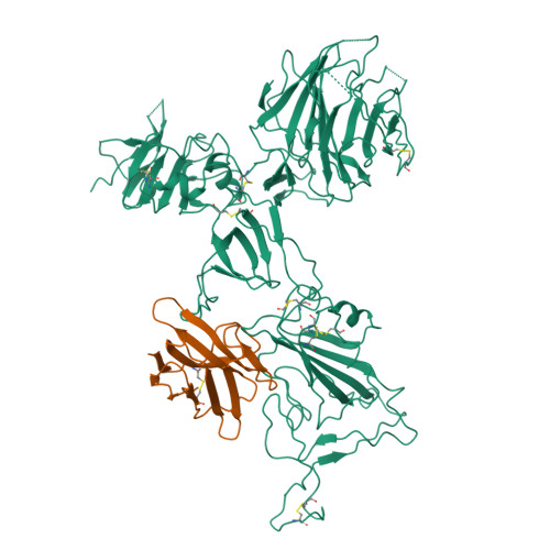 RCSB PDB - 8I4F: Omicron spike variant XBB with n3130v-Fc