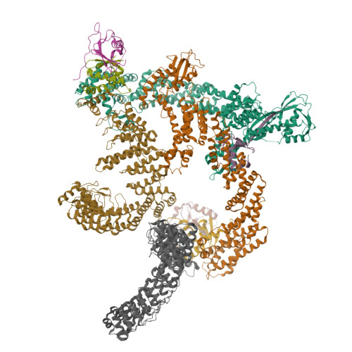 RCSB PDB - 8IJ1: Protomer 1 and 2 of the asymmetry trimer of the Cul2 ...