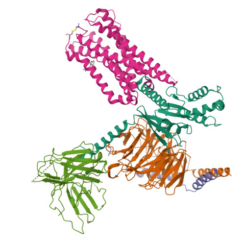 RCSB PDB - 8IKG: Cryo-EM structure of human receptor with G proteins