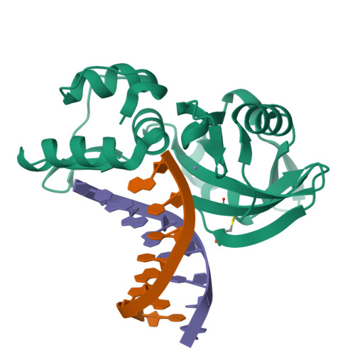 Dg Comp Structure RCSB PDB - 8ILG: The crystal structure of dG-DNA:Pol X product binary ...