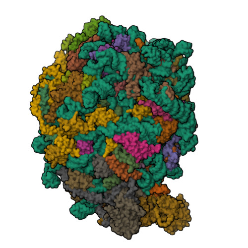 RCSB PDB - 8IPX: human nuclear pre-60S ribosomal particle - State C'