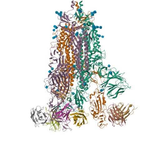 RCSB PDB - 8ITU: SARS-CoV-2 Omicron BA.1 Spike glycoprotein in complex ...