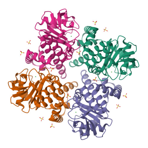 RCSB PDB - 8IX6: Crystal structure of Pyruvic Oxime Dioxygenase