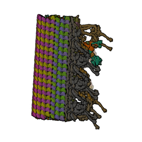 RCSB PDB - 8J07: 96nm repeat of human respiratory doublet