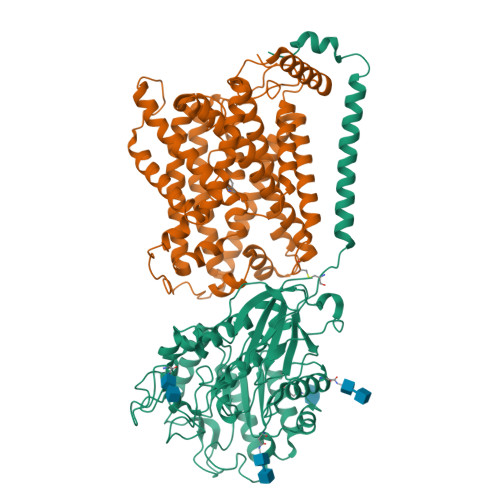 RCSB PDB - 8J8L: Overall structure of the LAT1-4F2hc bound with L-dopa