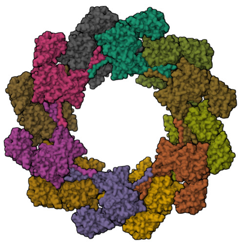 RCSB PDB - 8JAJ: In Situ Structures Of The Ultra-long Contracted Tail ...