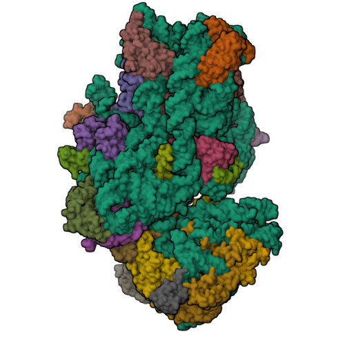 Rcsb Pdb Jiw Atomic Structure Of Wheat Ribosome Reveals Unique Features Of The Plant Ribosomes