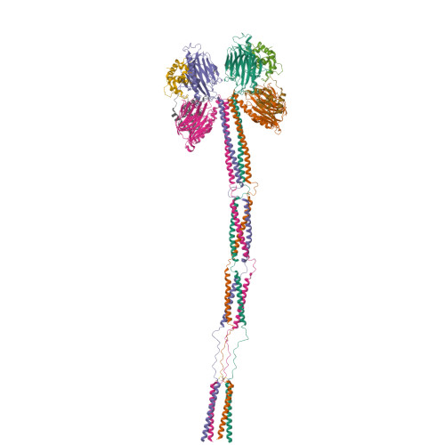 RCSB PDB - 8JPG: Cryo-EM structure of full-length ERGIC-53 with MCFD2