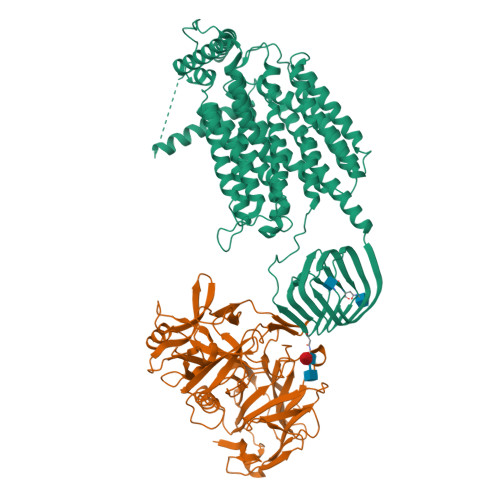 RCSB PDB - 8JS9: Cryo-EM structure of SV2A in complex with BoNT/A2 Hc