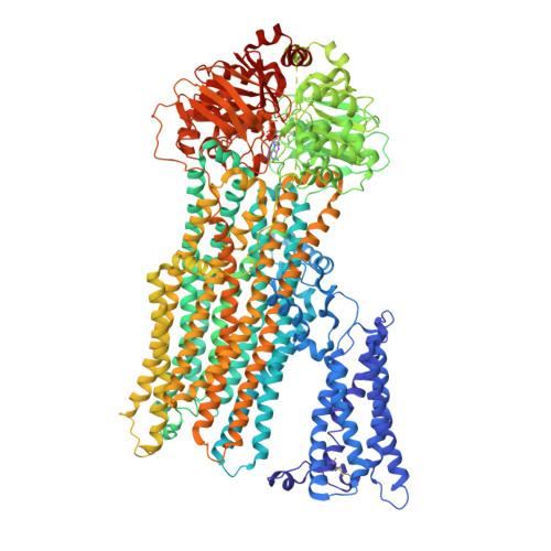 RCSB PDB - 8JXU: Cryo-EM structure of human ABC transporter ABCC2 under ...