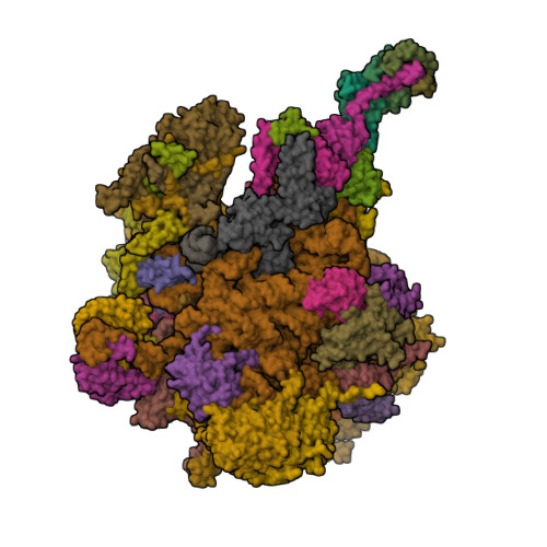 RCSB PDB - 8OIT: 39S human mitochondrial large ribosomal subunit with ...
