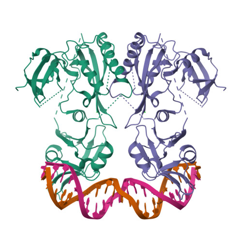 RCSB PDB - 8OJ1: Crystal structure of the DNA binding domain of M ...