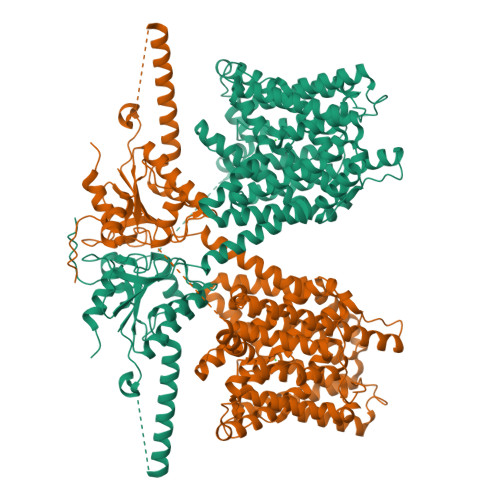 RCSB PDB - 8OPQ: Structure Of Human Solute Carrier 26 Family Member A6 ...