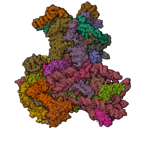 RCSB PDB - 8OZ0: Structure of a human 48S translation