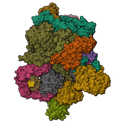 RCSB PDB - 8P0J: Cryo EM map and model of the vaccinia RNA polymerase ...