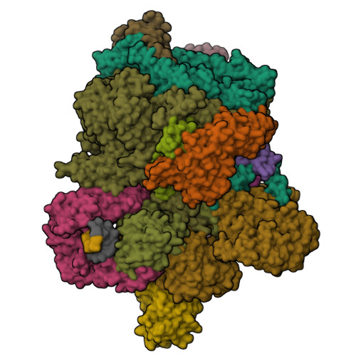 RCSB PDB - 8P0N: Cryo EM map and model of the vaccinia RNA polymerase ...