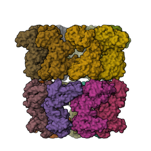 RCSB PDB - 8P4P: Structure average of GroEL14 complexes found in the ...