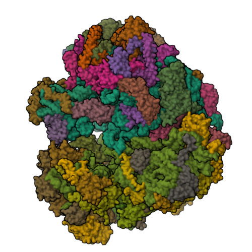 RCSB PDB - 8P5D: Spraguea lophii ribosome in the closed conformation by ...