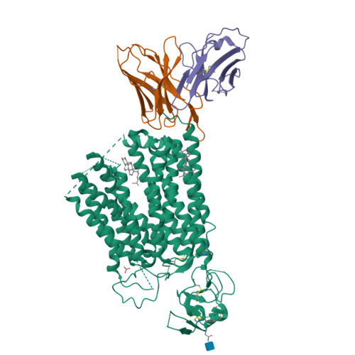 Solute carrier organic anion transporter family member 1B3 structure