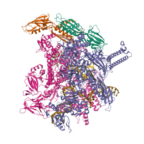 RCSB PDB - 8PH9: E. coli RNA polymerase paused at ops site (non