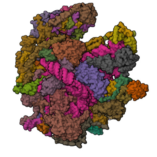 RCSB PDB - 8PK0: human mitoribosomal large subunit assembly ...