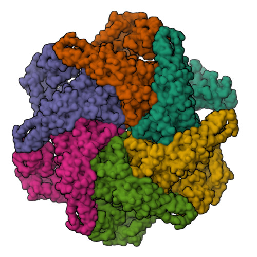 RCSB PDB - 8PQX: p97 (VCP) mutant - F539A state III