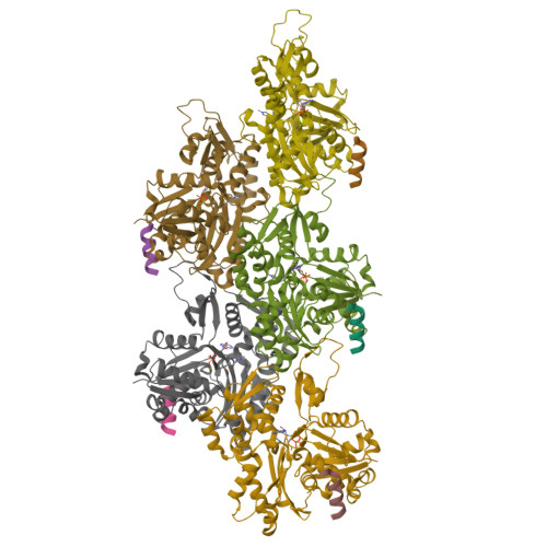 RCSB PDB - 8PVX: Structure of the Lifeact13-F-actin complex