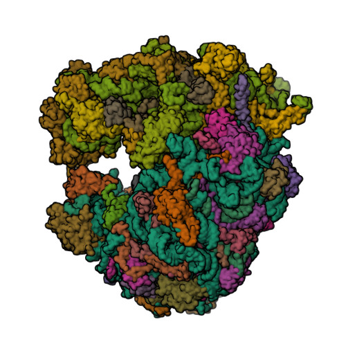 RCSB PDB - 8Q5I: Structure of Candida albicans 80S ribosome in