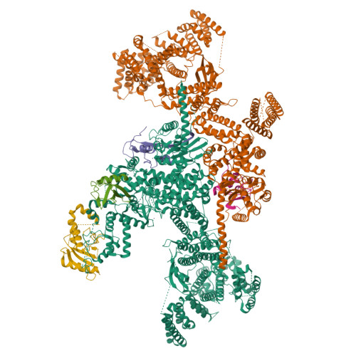 RCSB PDB - 8Q7H: Structure of CUL9-RBX1 ubiquitin E3 ligase complex in ...