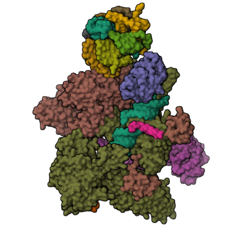 RCSB PDB - 8Q7W: Structure of the recycling U5 snRNP bound to chaperone ...