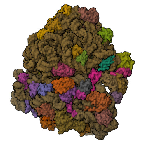 RCSB PDB - 8QOA: Structure of SecM-stalled Escherichia coli 70S ribosome