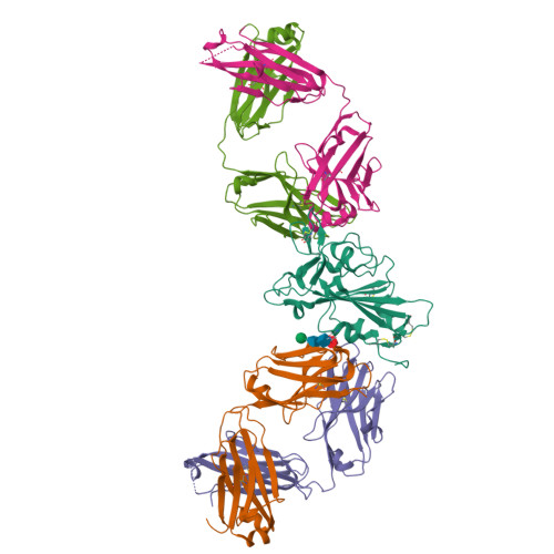 RCSB PDB - 8QRF: SARS-CoV-2 delta RBD complexed with XBB-6 and beta-49 Fabs