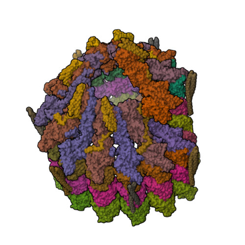 RCSB PDB - 8QV2: Structure of the native y-Tubulin Ring