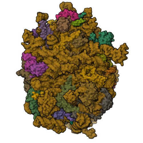 RCSB PDB - 8QYX: Human 60S ribosomal subunit