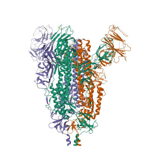 RCSB PDB - 8R87: Cryo-EM structure of the Sars-Cov2 S trimer without RBDs