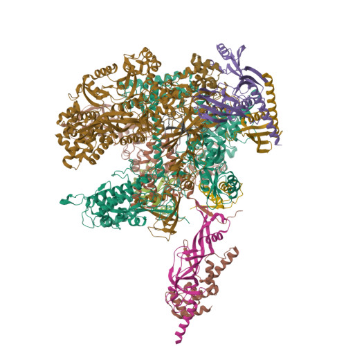 RCSB PDB - 8RBO: Cryo-EM structure of Pyrococcus furiosus apo form RNA ...