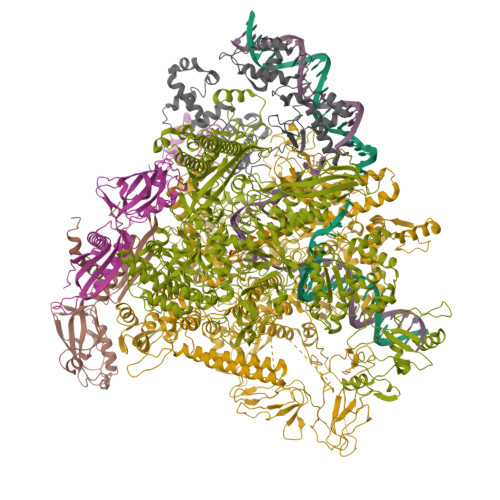 RCSB PDB - 8RED: Cryo-EM structure of bacterial RNA polymerase-sigma54 ...