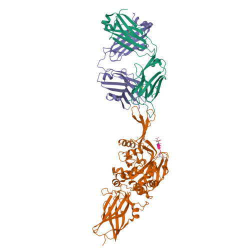 RCSB PDB - 8RMY: Transglutaminase 3 in complex with inhibitor Z-don and ...