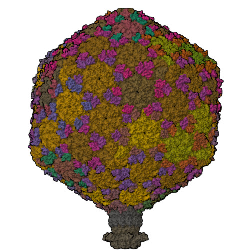 RCSB PDB - 8RQE: Composite map of bacteriophage JBD30 capsid