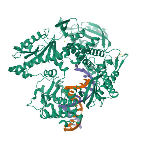 RCSB PDB - 8S8T: KOD-H4 DNA polymerase mutant in a binary complex with ...