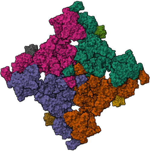 RCSB PDB - 8SER: Cryo-EM Structure Of RyR1 + Adenosine