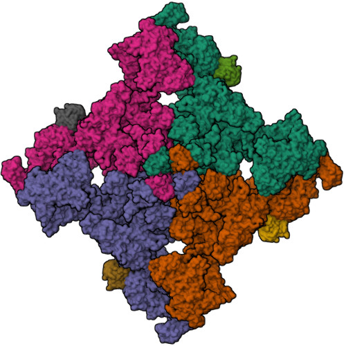 RCSB PDB - 8SES: Cryo-EM Structure Of RyR1 + Adenine