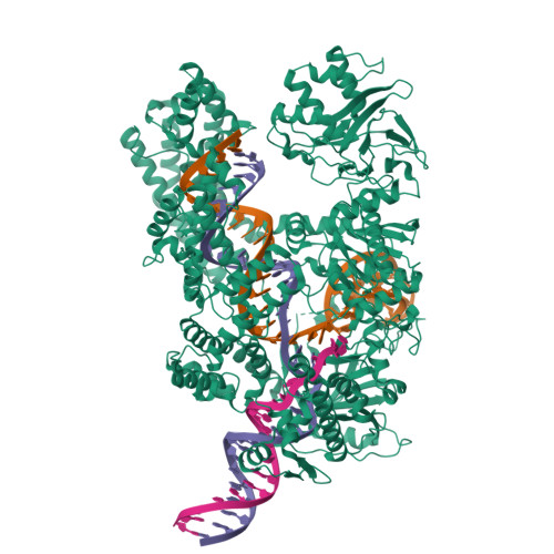 RCSB PDB - 8SFQ: WT CRISPR-Cas12a post nontarget strand-cleavage with ...