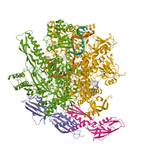 Rcsb Pdb Sy E Coli Dna Directed Rna Polymerase Transcription