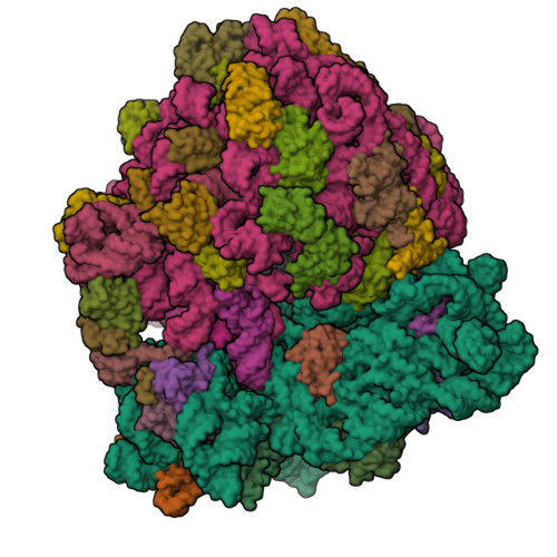 RCSB PDB - 8SYL: Cryo-EM structure of the Escherichia coli 70S ribosome ...