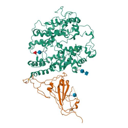 Rcsb Pdb 8t23 Cryo Em Structure Of The Rbd Ace2 Interface Of The Sars Cov 2 Trimeric Spike