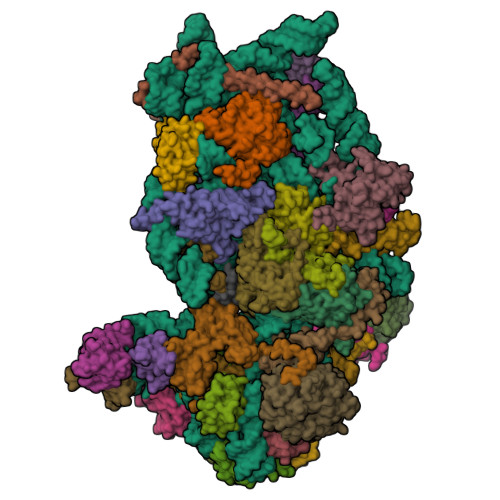 RCSB PDB - 8T4S: MERS-CoV Nsp1 protein bound to the Human 40S Ribosomal ...
