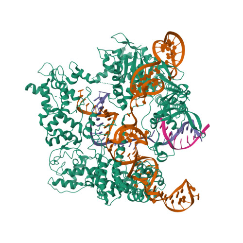 RCSB PDB - 8T6T: SpRY-Cas9:gRNA complex targeting TAC PAM DNA with