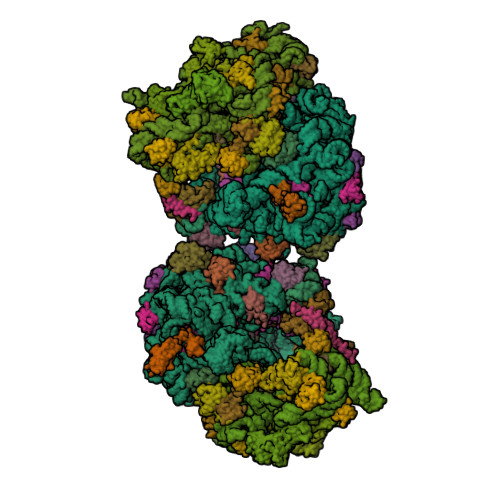 RCSB PDB - 8T8B: Crystal structure of the Thermus thermophilus 70S